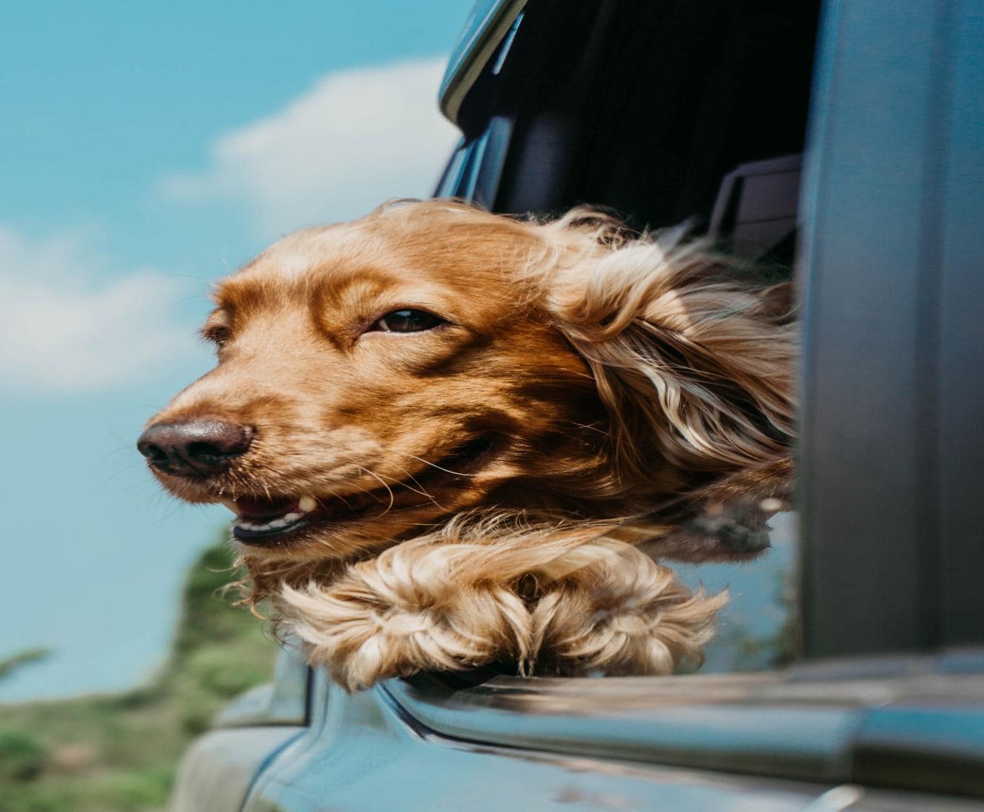 How to Sue for Pet Injury: Legal Rights & Compensation