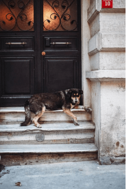 Dog Bites: Finding Legal Solutions In Nevada The Right Way