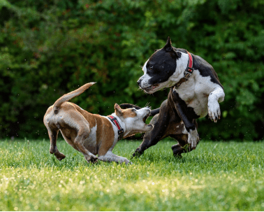 Help! I Was Bitten By A Dog