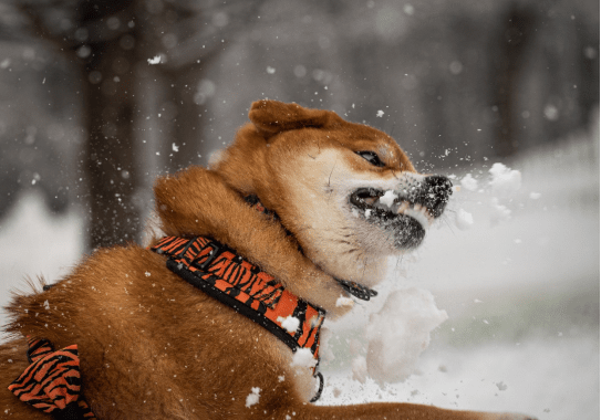 The Steps To Take After a Dog Bite Accident