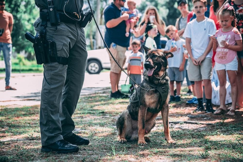 What Happens If You Get Bit By a Police Dog in Public? A Quick Guide to Dog Bite Lawsuits