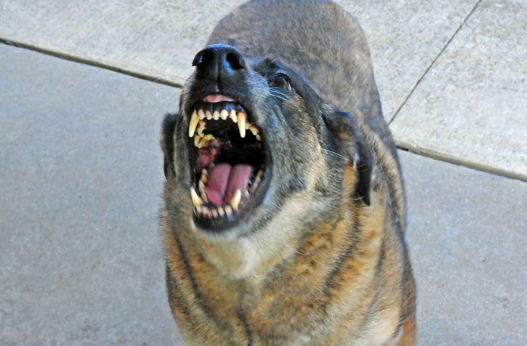 Dog Bite Laws in Colorado: Understanding Liability and Compensation