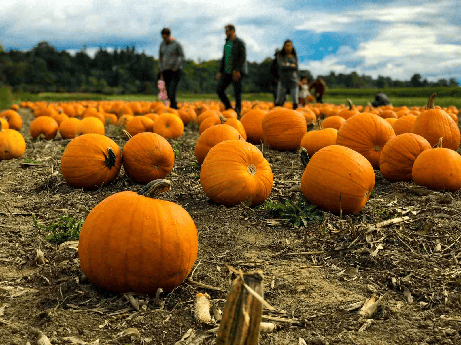 Five Hidden Dangers That Could Lead to a Pumpkin Patch Accident