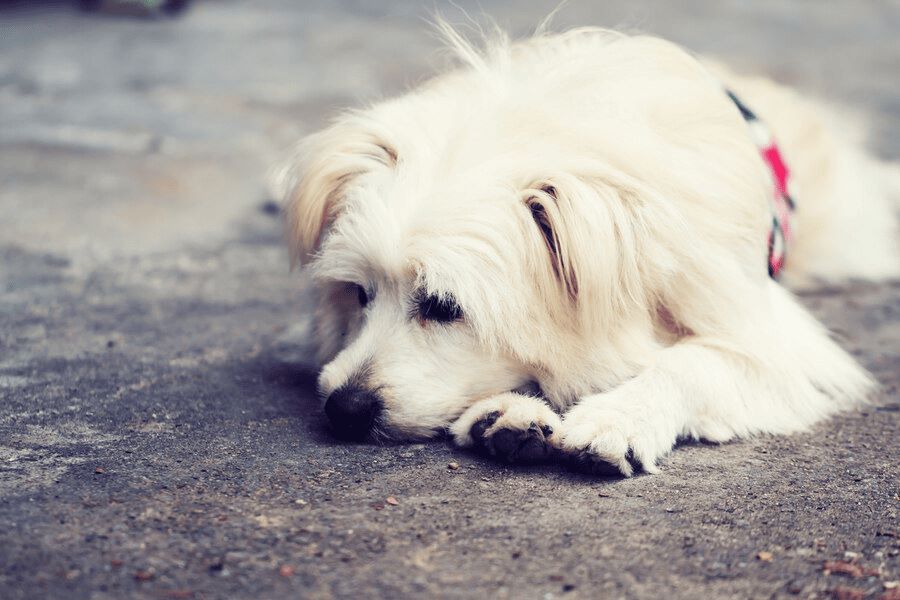 my dog was hit by a car and died