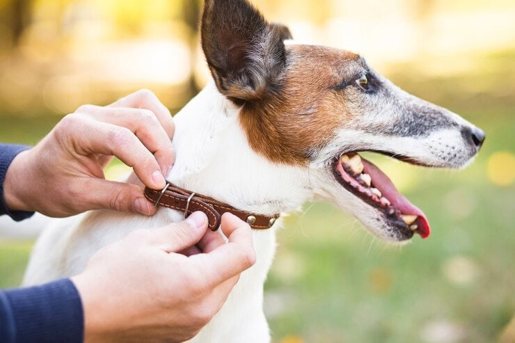 How to Deal with a Dog Bite at Work: Understanding Your Options