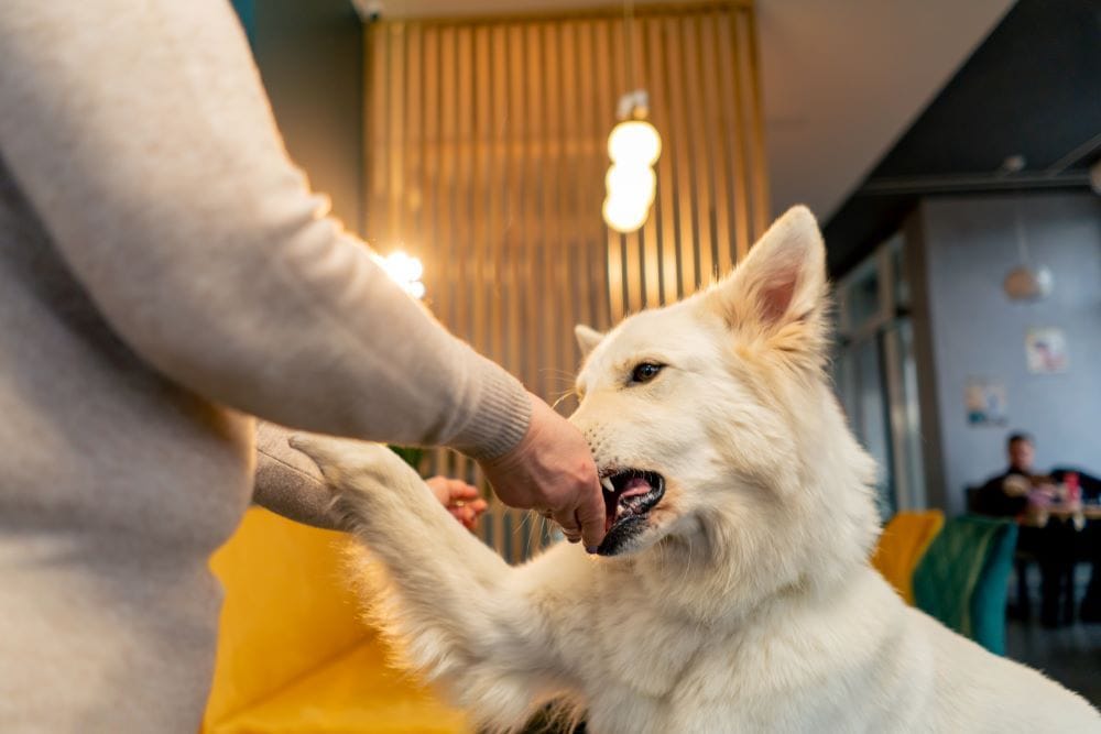 Level 5 Dog Bite Settlement Amount: Tips for Maximizing Your Claim