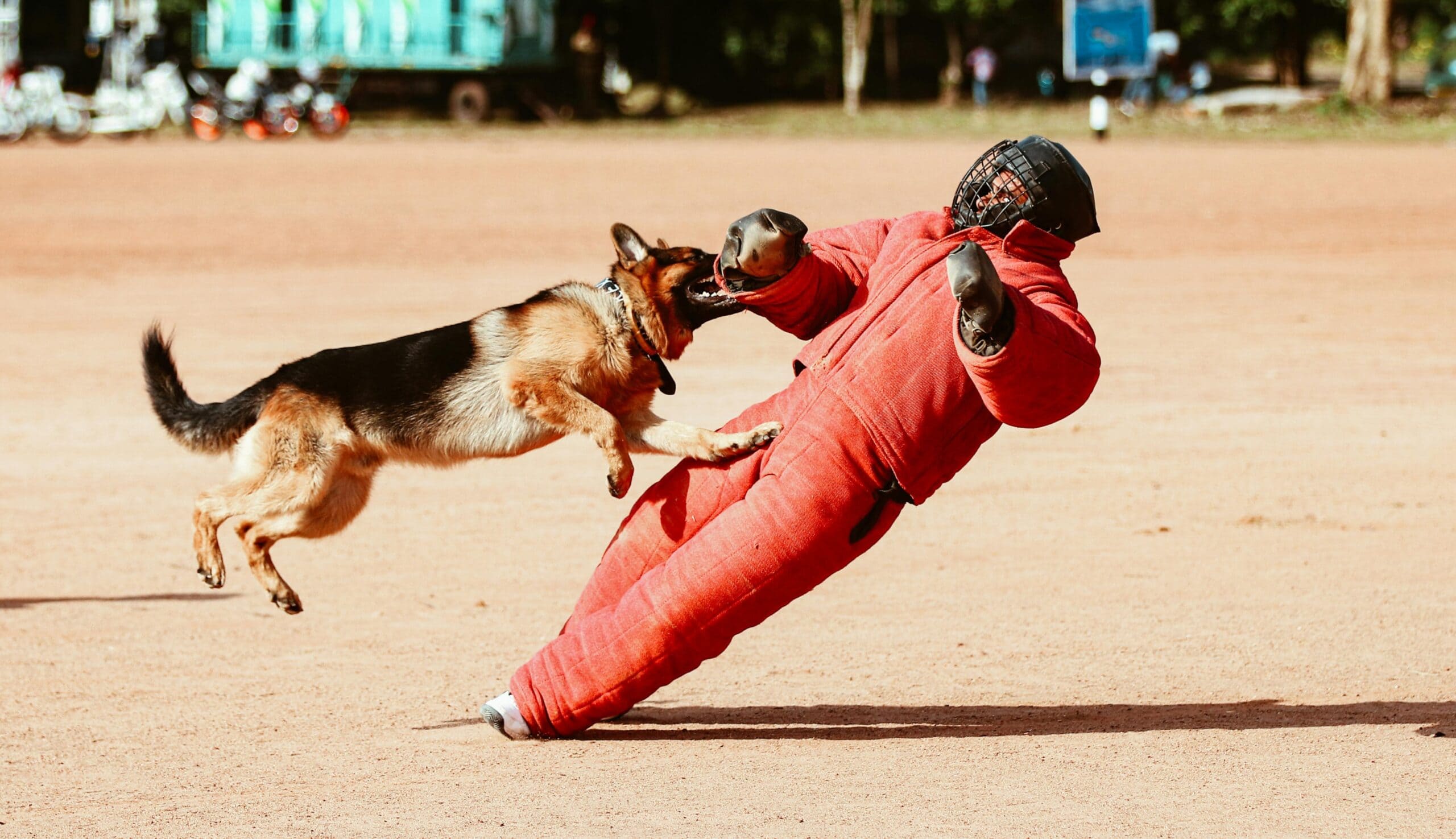 One-Bite Rule vs. Strict Liability: State-by-State Comparison