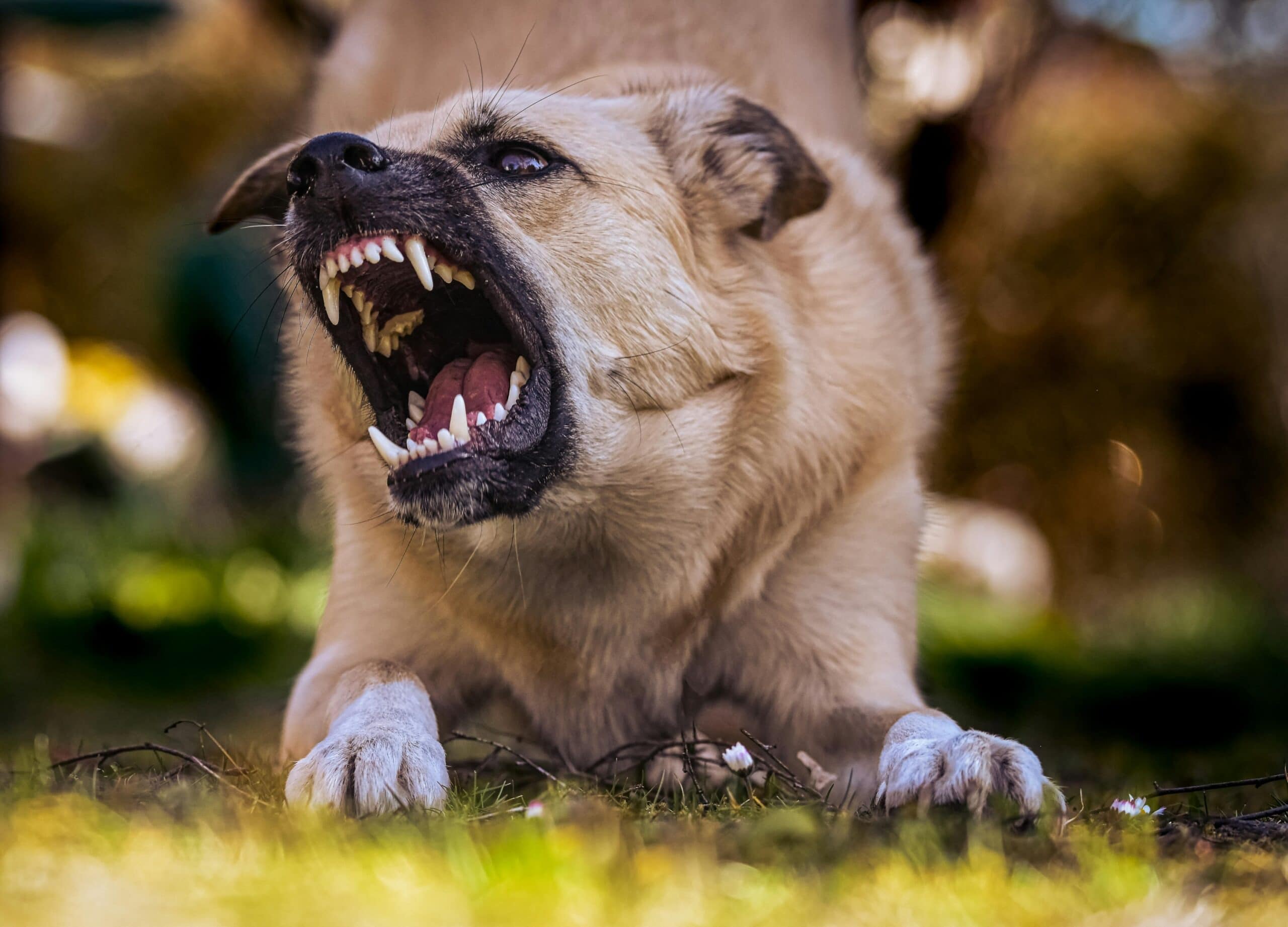 The Emotional and Psychological Impact of Dog Bites