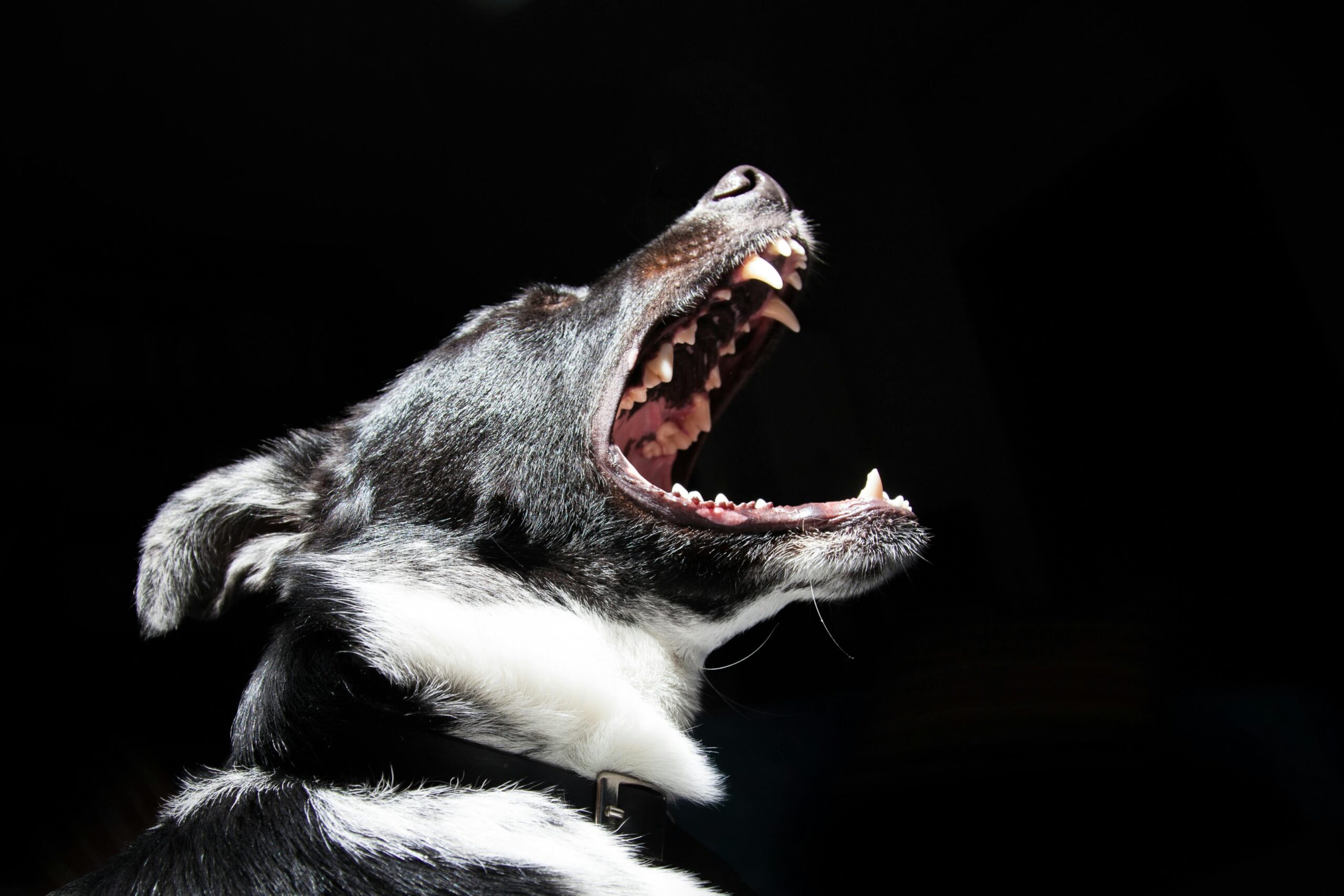 An aggressive dog