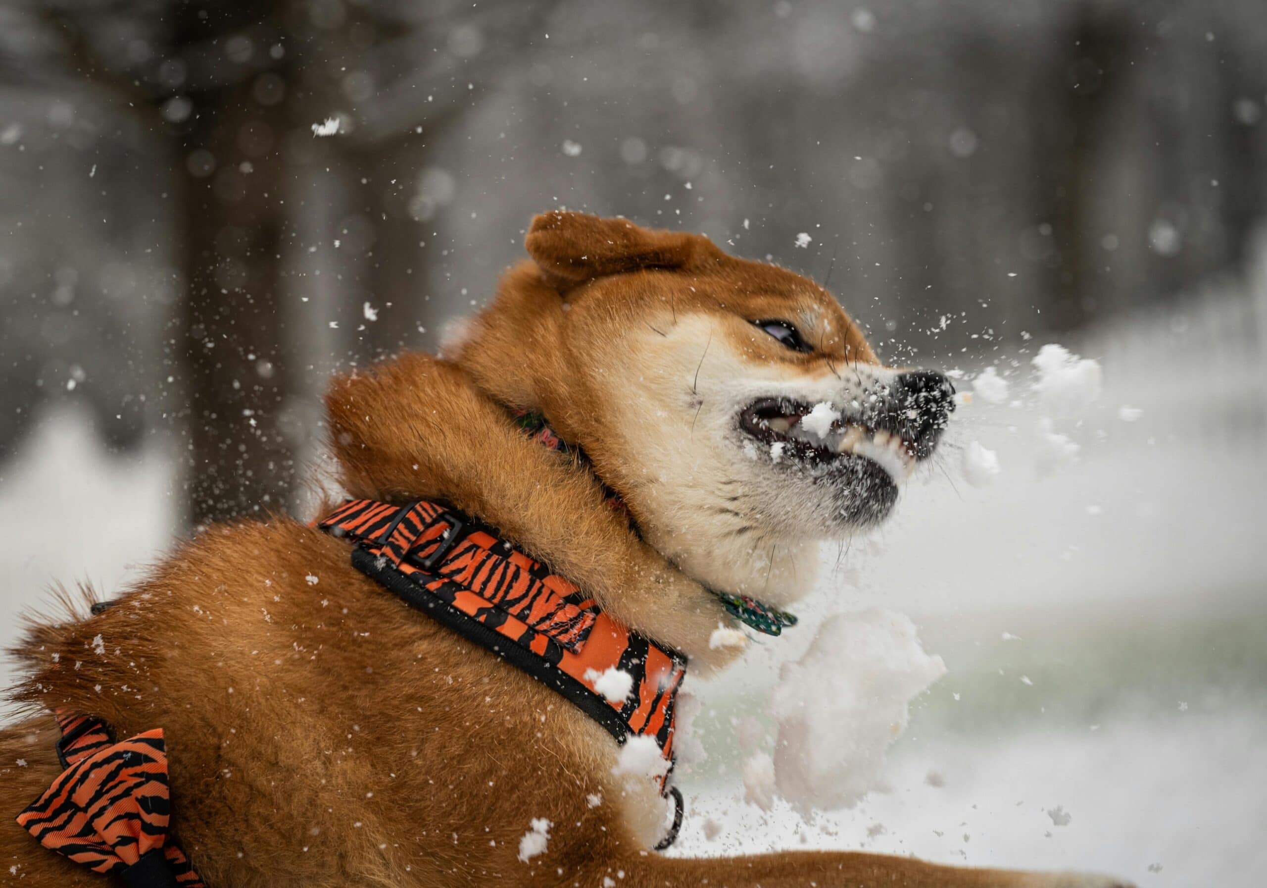 An aggressive dog right before causing Dog Bite Lawsuits.